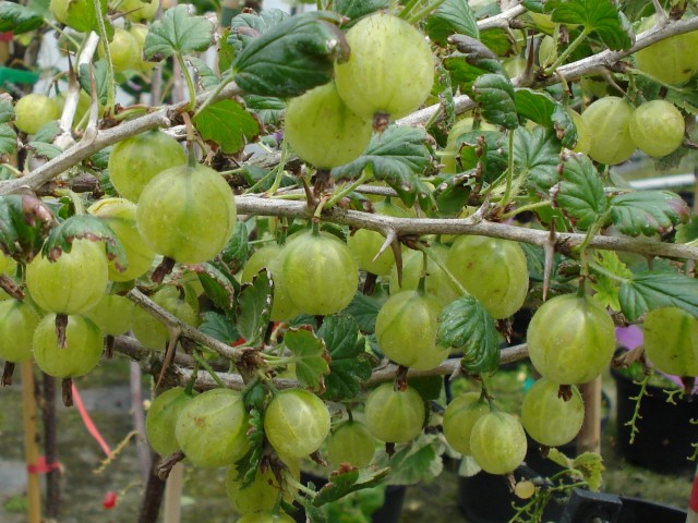 Ribes uva-crispa 'Invicta'